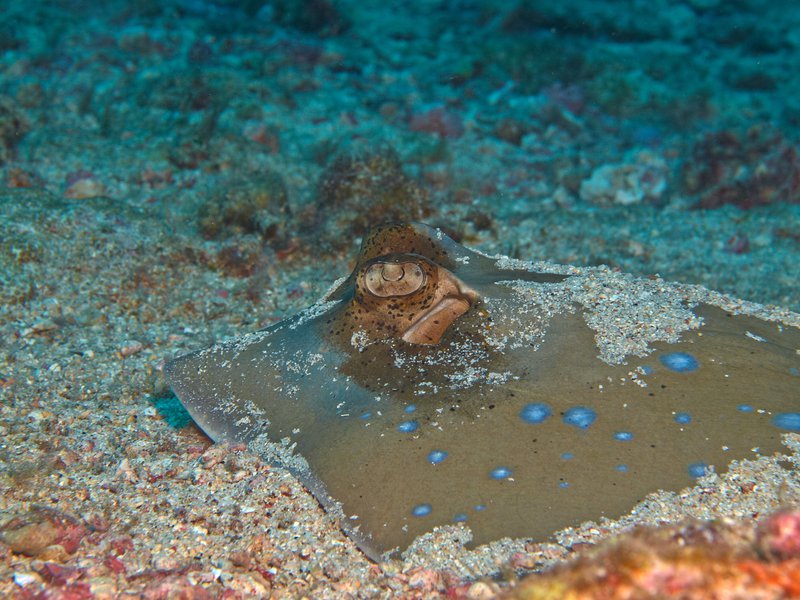 Blue spotted sting ray, Shark Point
